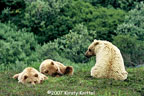 Bears On Stony Overlook