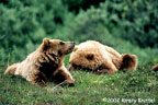 Stony Bear Cubs