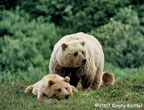 Stony Sow & Cub