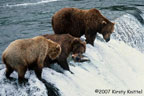 Three Brooks Bears