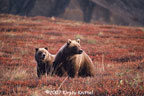 Bears In Fall