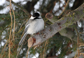 Black-capped Chicadee