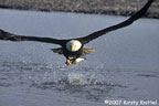 Fish Grab