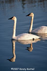 Trumpeter Swan Pair