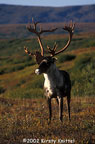 Attentive Caribou