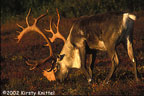 Grazing Caribou