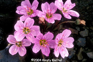 Spring Beauty