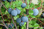 Blueberries