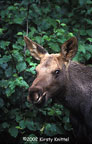 Moose Calf