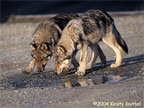 Grey Puppy Pair