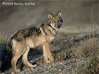 Grey Wolf Pup