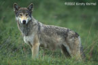 Wolf in Tundra